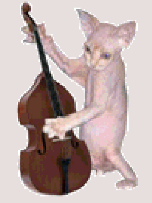 Biały kot gra na gitarze